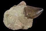 Mosasaur (Prognathodon) Tooth In Rock - Morocco #127703-1